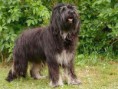 Cão da Serra de Aires